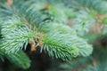 Spruce conifer fresh branches with blur background macro