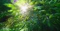 Spruce, coniferous forest. Close-up fresh sunny green leaves of trees with bursting through branches and foliage magic Royalty Free Stock Photo