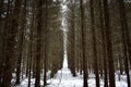 Spruce coniferous forest, path countryside lane road trees outdoors. Individual trees have many clumsy arms and gnarled