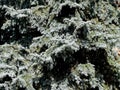 Coniferous tree branches in summer