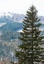 Spruce covered with snow in the tourist resort of Abetone in Italy Royalty Free Stock Photo