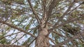 Spruce crown against the blue sky on a clear winter day Royalty Free Stock Photo