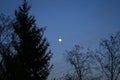 Spruce at dusk with a full moon Royalty Free Stock Photo