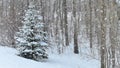 Spruce evergreen tree with snow on branches in winter snowfall