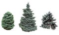 Spruce and fir blue. Royalty Free Stock Photo