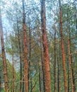 Spruce-fir forest of Uttarakhand, India