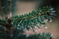 Spruce and fir needles with a drop of water. Christmas tree plantation. Detail on spruce branch. Royalty Free Stock Photo