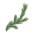 Spruce, fir or pine tree branch with evergreen needles isolated on white background. Fresh forest coniferous sprig Royalty Free Stock Photo