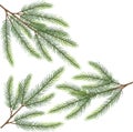 Spruce fir tree branch vector art eps10
