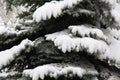 Spruce Fir-tree or Christmas trees under the snow Royalty Free Stock Photo