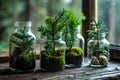 Spruce and fir tree seedlings in glass jars. Eco friendly Christmas gifts. Sustainable concept, reforestation and Royalty Free Stock Photo