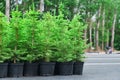 Spruce or fir tree seedlings in pots in a tree nursery Royalty Free Stock Photo