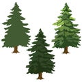 1278 spruce, fir trees, drawing pictures, green fir trees, vector illustration, isolate