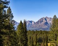 Trees reach upward along with the peaks of the Teton Range