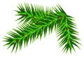 Spruce fluffy fir branch isolated on white background. Christmas tree element Royalty Free Stock Photo