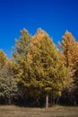 Spruce forest and blue sky in autumn