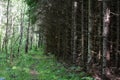 Spruce forest. Branches of trees and grass bent over the path. Green grass. Sky Royalty Free Stock Photo