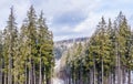 Spruce forest in the Carpathian Mountains. Winter Holidays in the Carpathian Mountains Royalty Free Stock Photo