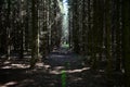 Spruce forest. Coniferous alleys. Shady paths. Moss. Tree branches. Sunbeams in a shady forest. Sky Royalty Free Stock Photo