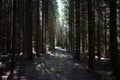 Spruce forest. Coniferous alleys. Shady paths. Moss. Tree branches. Sunbeams in a shady forest. Sky Royalty Free Stock Photo