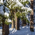 Spruce forest covered with fresh snow during winter Christmas on a sunny frosty day Royalty Free Stock Photo