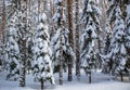 Spruce forest covered with fresh snow during winter Christmas on a sunny frosty day Royalty Free Stock Photo