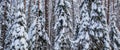 Spruce forest covered with fresh snow during winter Christmas on a sunny frosty day Royalty Free Stock Photo