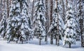 Spruce forest covered with fresh snow during winter Christmas on a sunny frosty day Royalty Free Stock Photo