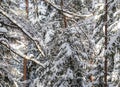 Spruce forest covered with fresh snow during winter Christmas on a sunny frosty day Royalty Free Stock Photo