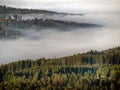 Spruce forest and fog