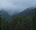 Spruce forest in foggy and rainy mountains,