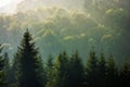 Spruce forest on foggy sunrise in mountains Royalty Free Stock Photo