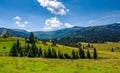 Spruce forest on grassy hills of Pylypets Royalty Free Stock Photo