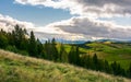 Spruce forest on the grassy hillside in mountains Royalty Free Stock Photo