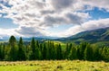 Spruce forest on the grassy hillside in mountains Royalty Free Stock Photo