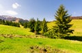 Spruce forest on a grassy hillside Royalty Free Stock Photo