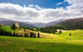 Spruce forest on a grassy hillside Royalty Free Stock Photo