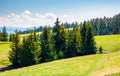 Spruce forest on a grassy hillside Royalty Free Stock Photo