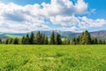Spruce forest on the grassy meadow in mountains Royalty Free Stock Photo
