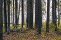 Spruce forest with green moss. Mystical, fantastic atmosphere. Ecology concept. Autumn or summer forest