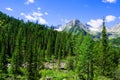 Spruce forest on the hillside meadow in High Tatras mountain ridge Royalty Free Stock Photo