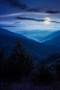 spruce forest on the hillside meadow at night