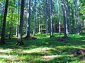 Spruce forest at Jelovica, Slovenia Royalty Free Stock Photo