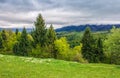 Spruce forest on a mountain hill side