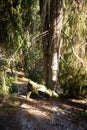 Spruce forest with mystical roots in the sun on a warm spring day