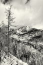 Spruce forest after natural disaster in High Tatras mountains, c