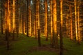 Spruce forest and path golden sunset light