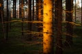 Spruce forest and path golden sunset light