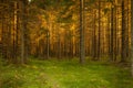 Spruce forest and path golden sunset light