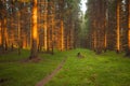 Spruce forest and path golden sunset light